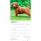 BrownTrout; Goldendoodles | 2027 12 x 24 Inch (Hanging) Monthly Square Wall Calendar | Plastic-Free; Category:Wall Calendars; Image:4